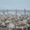 Reindeer