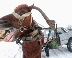 Horse Power