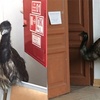 Out with the Old, in with the Emu