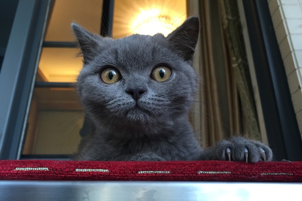 Don't mess with this cat!