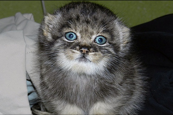 A Walk on the Wild Side (of Russia)