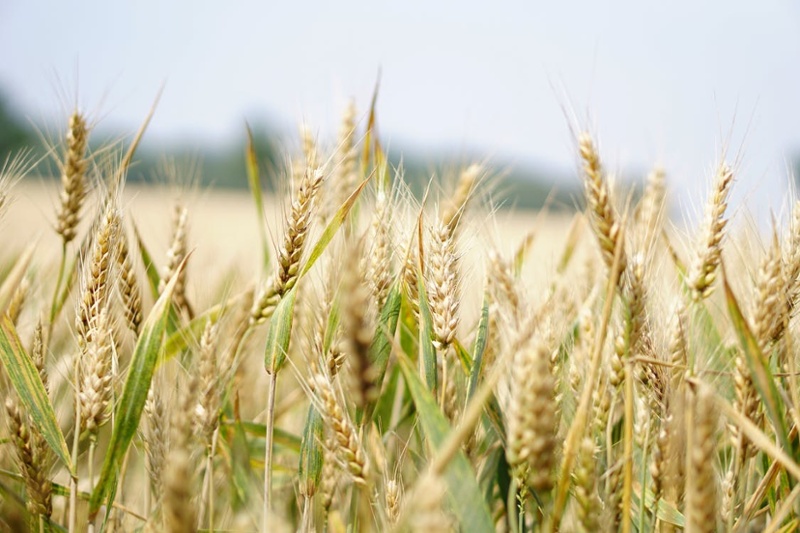 Ukraine Unable to Export Grain