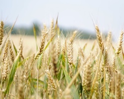 Ukraine Unable to Export Grain