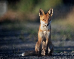 Hot Fox Tips