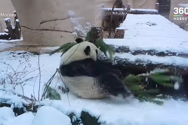 Panda Becomes Moscow Grinch