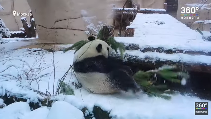 Panda Becomes Moscow Grinch