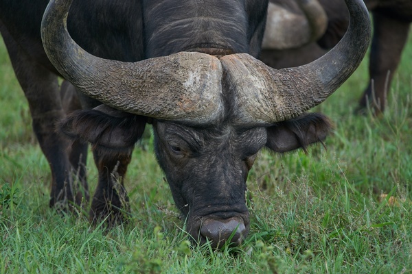 Buffalo is the New Bovine