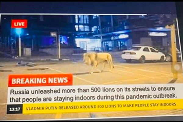 Lions, Covid-19, and Isolation – Oh My!