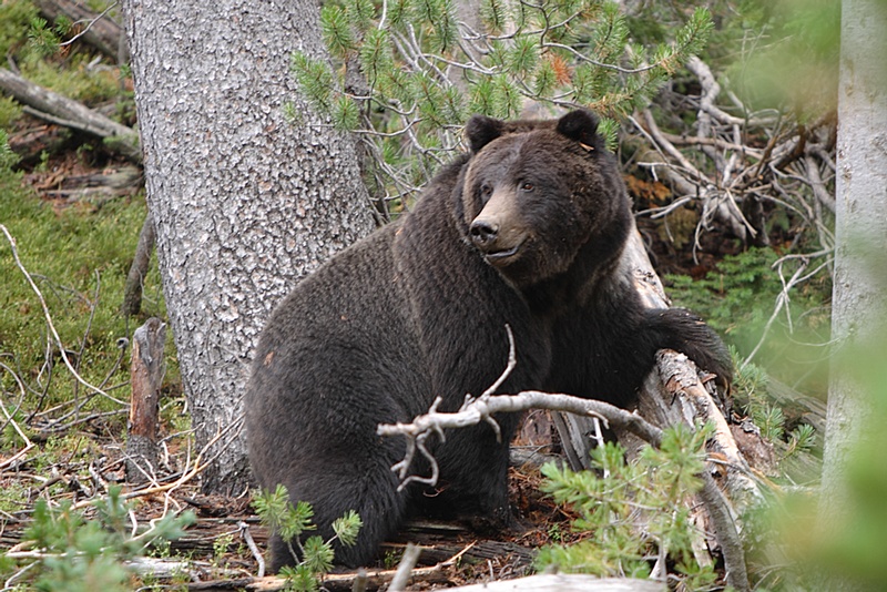 Do Bears Attack in the Woods?