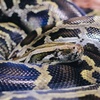 A Cold-Blooded Eviction