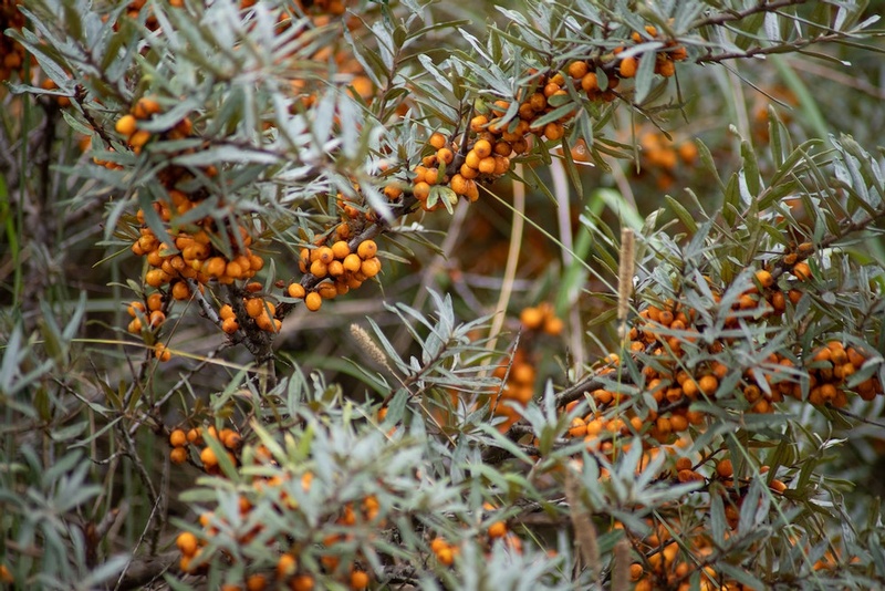 The Sea Buckthorn: Russia's Berry Best