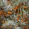 The Sea Buckthorn: Russia's Berry Best