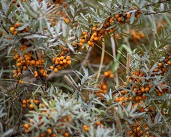 The Sea Buckthorn: Russia's Berry Best