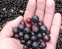 Attack of the Radioactive Berries