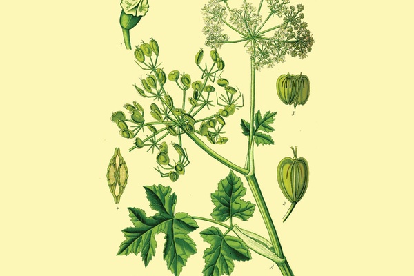 Hogweed instead of Birches