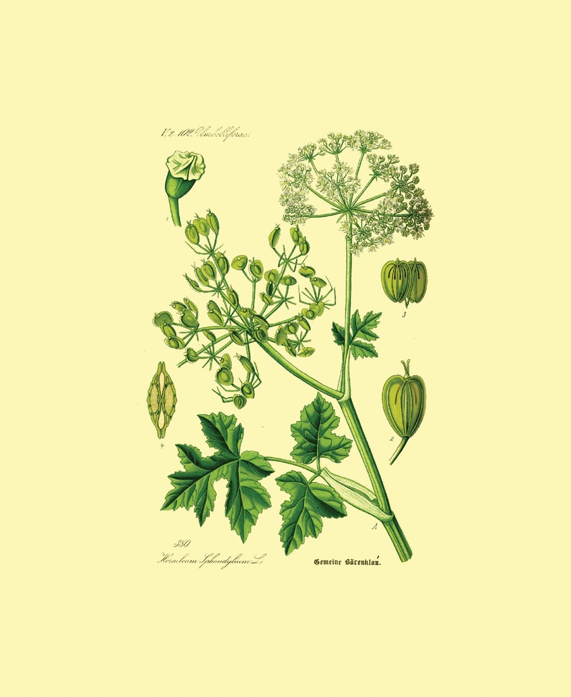 Hogweed instead of Birches