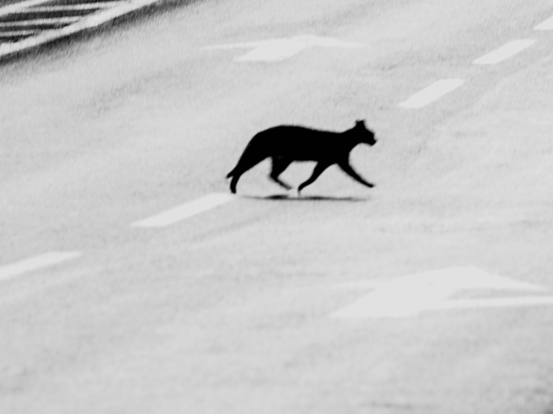 Why Did the Cats Cross the Street?