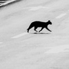 Why Did the Cats Cross the Street?
