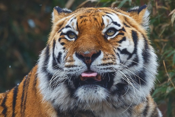 A Big Win for Big Cats