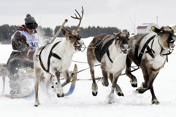 Even Reindeer Get the Blues!