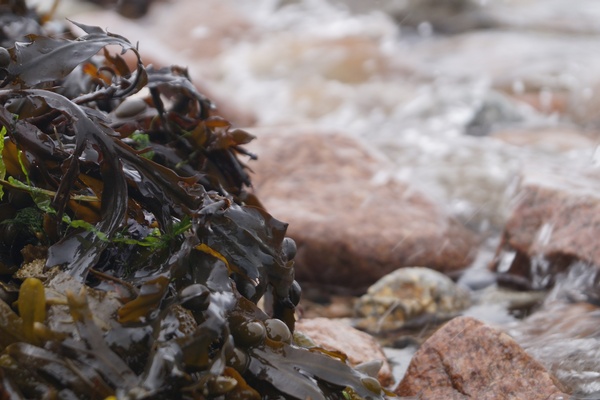 Seaweed, salami, and potatoes on bikes