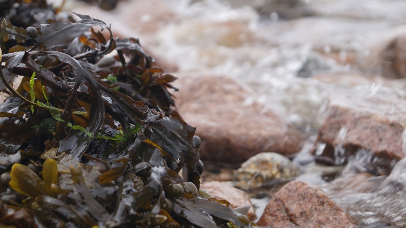 Seaweed, salami, and potatoes on bikes