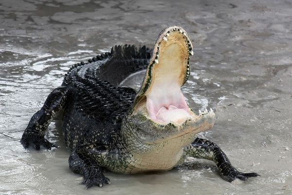 Alligator Tears