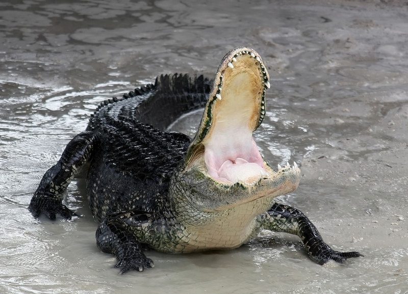 Alligator Tears