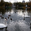 Presidents, Olympians, and Feathered Friends