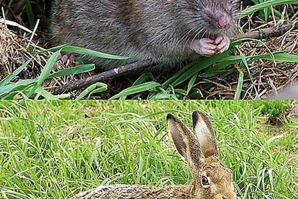 Ancient Animal Remains Recovered