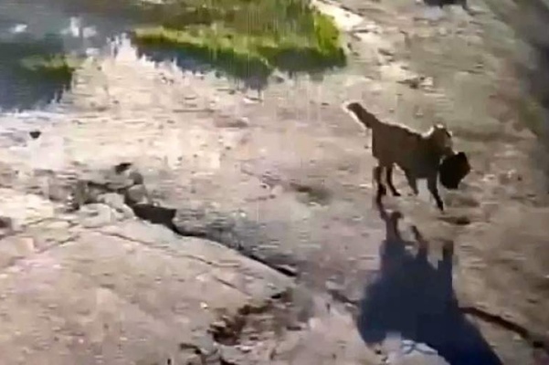 A Dog Has Its Day