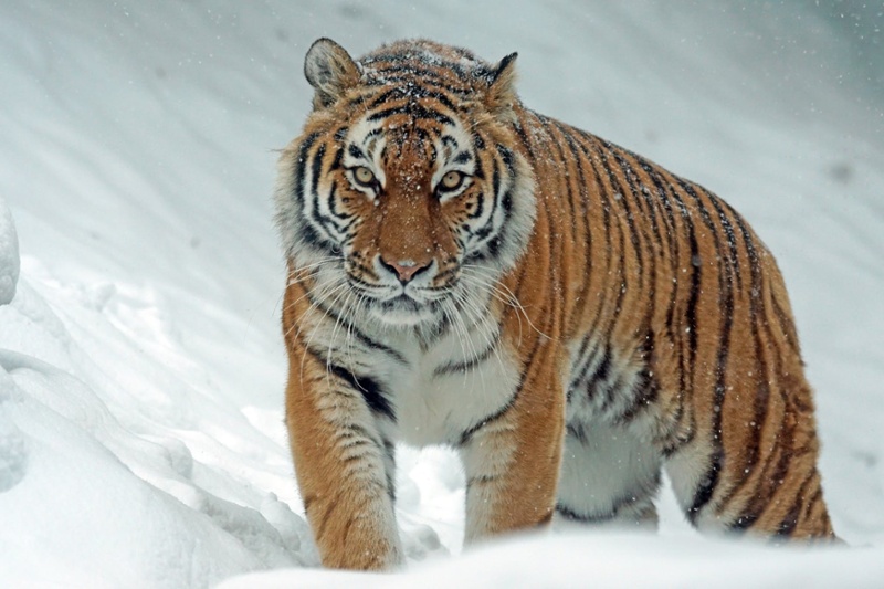 Tiger Toes Get Chilly, Too